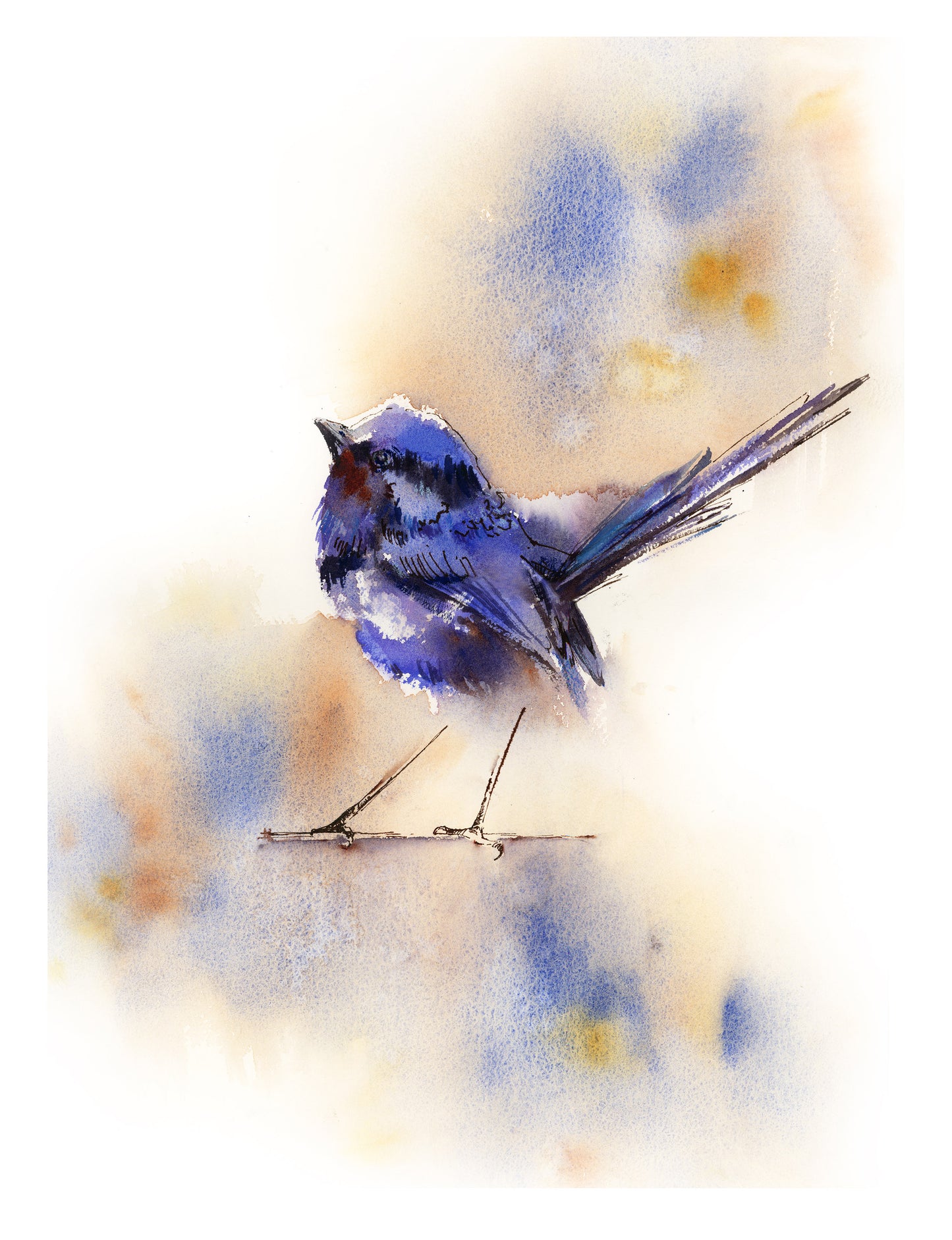 Fairy Wren Bird