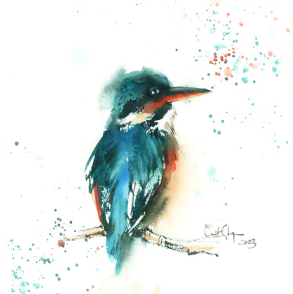 Kingfisher Bird