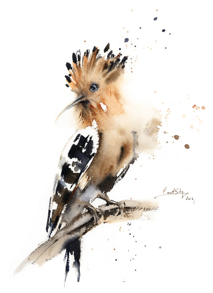 Hoopoe Bird