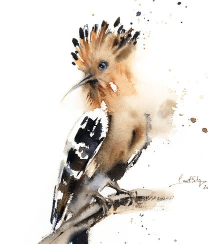 Hoopoe Bird