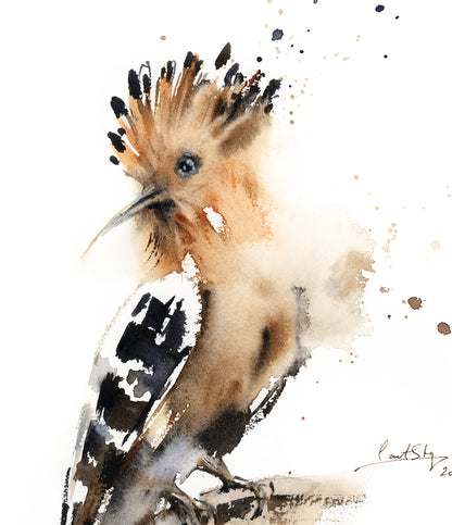 Hoopoe Bird