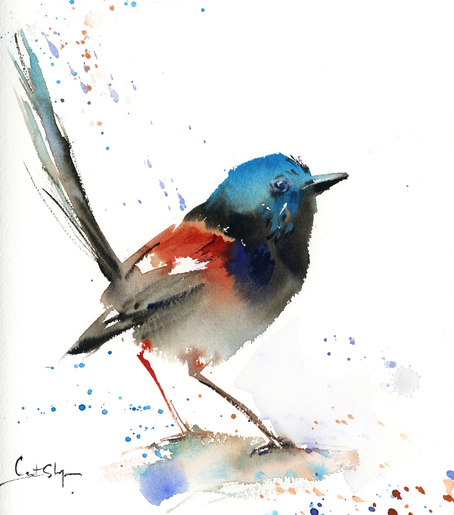 Fairy Wren Bird