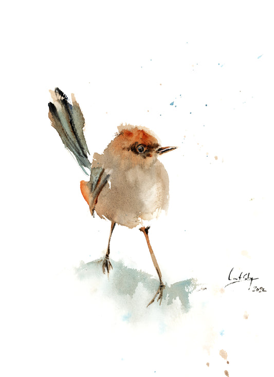 Fairy Wren Bird