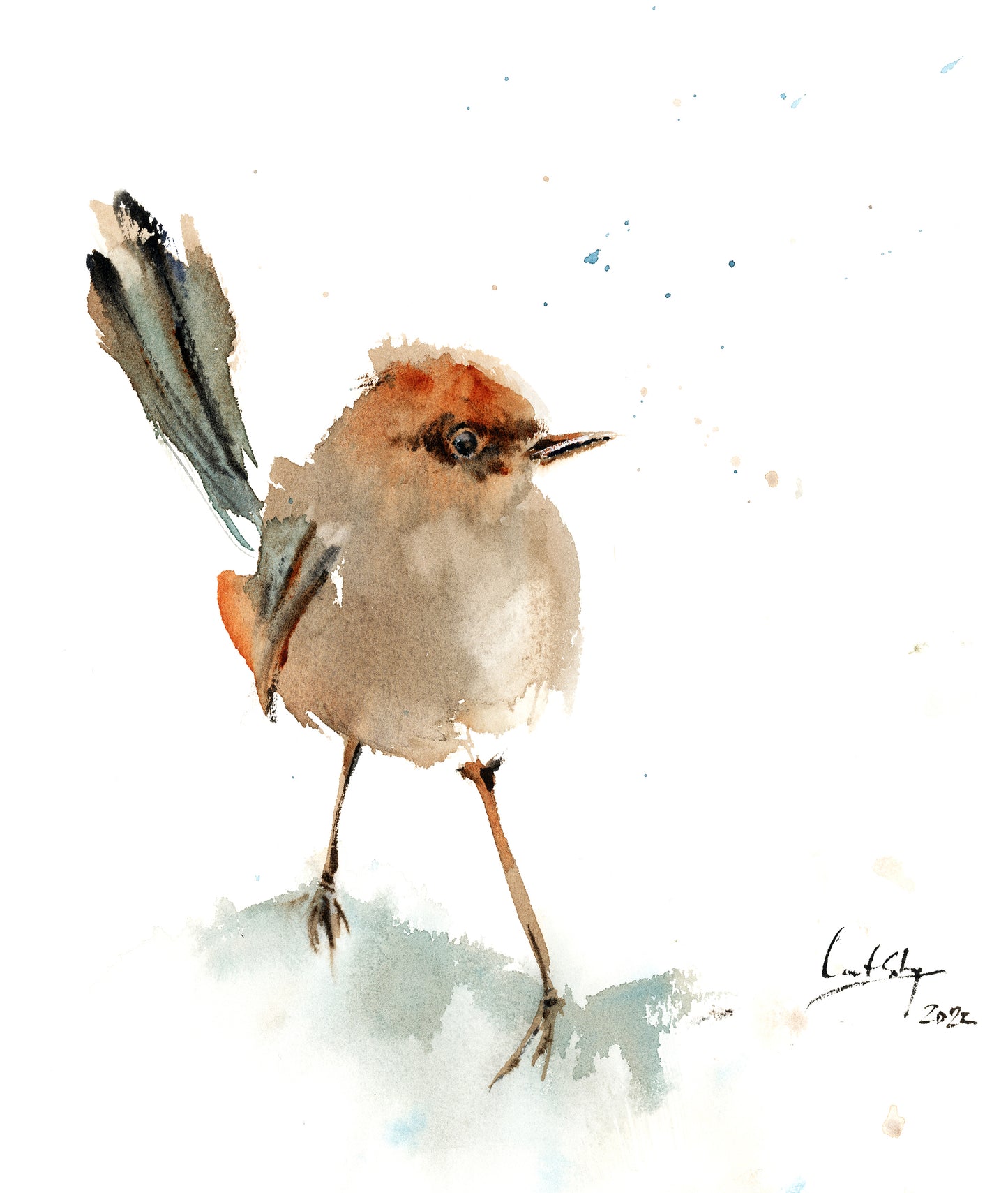 Fairy Wren Bird