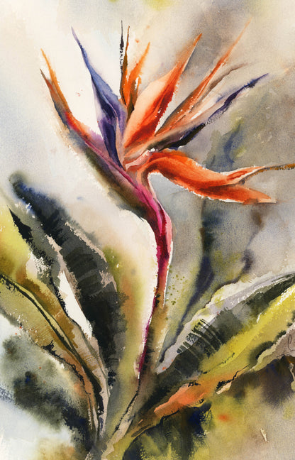 Bird of Paradise Flowers