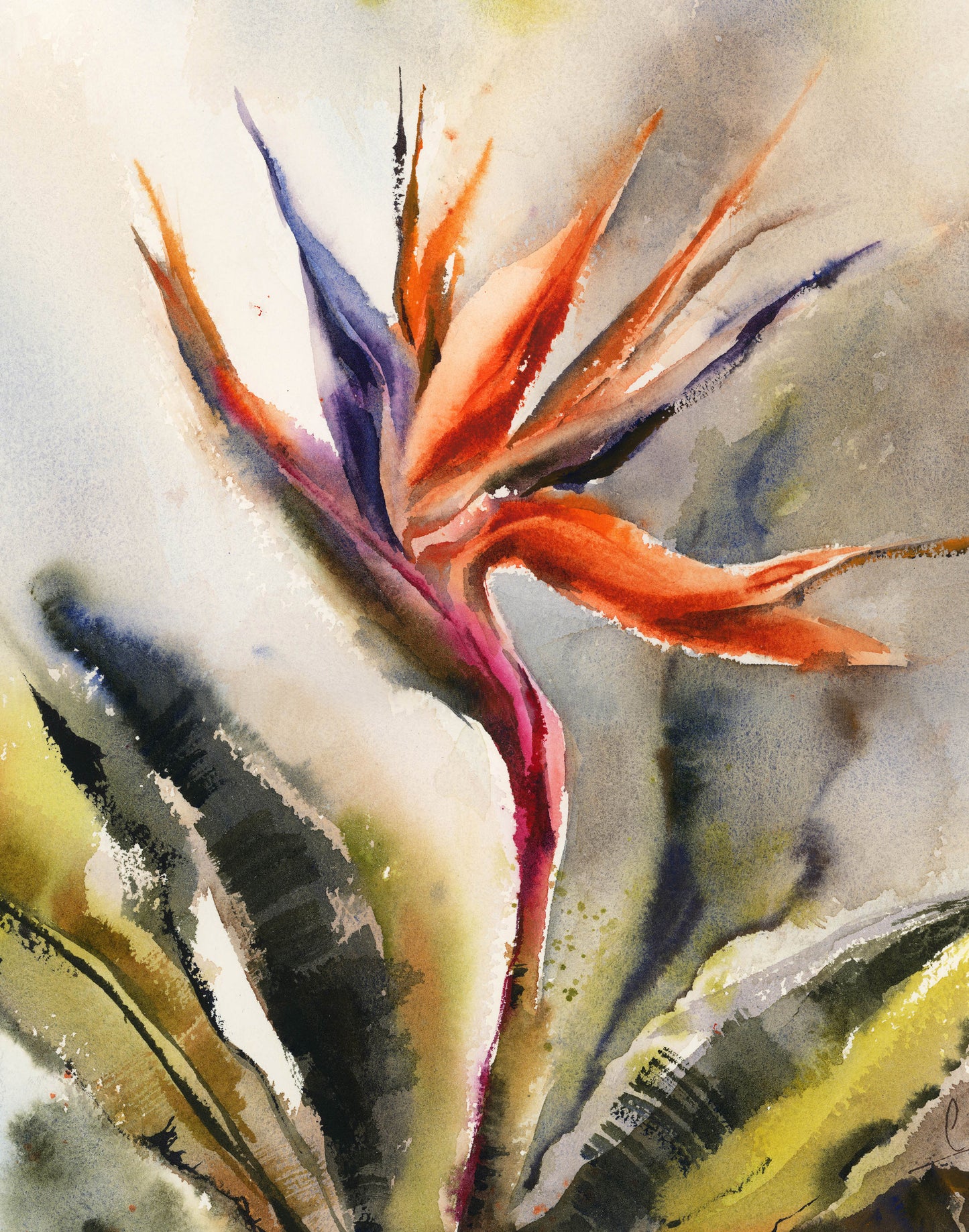 Bird of Paradise Flowers