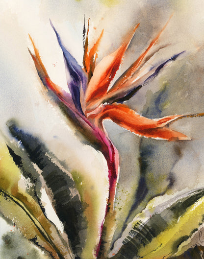 Bird of Paradise Flowers