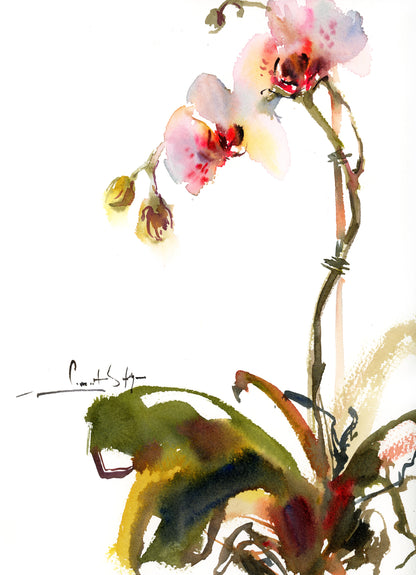 Whispers of Spring - Orchids