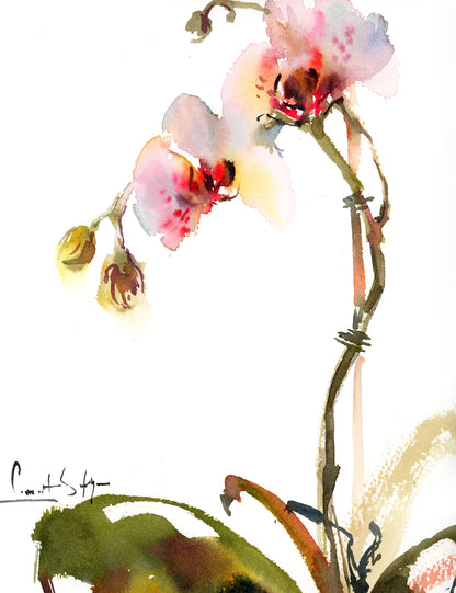 Whispers of Spring - Orchids