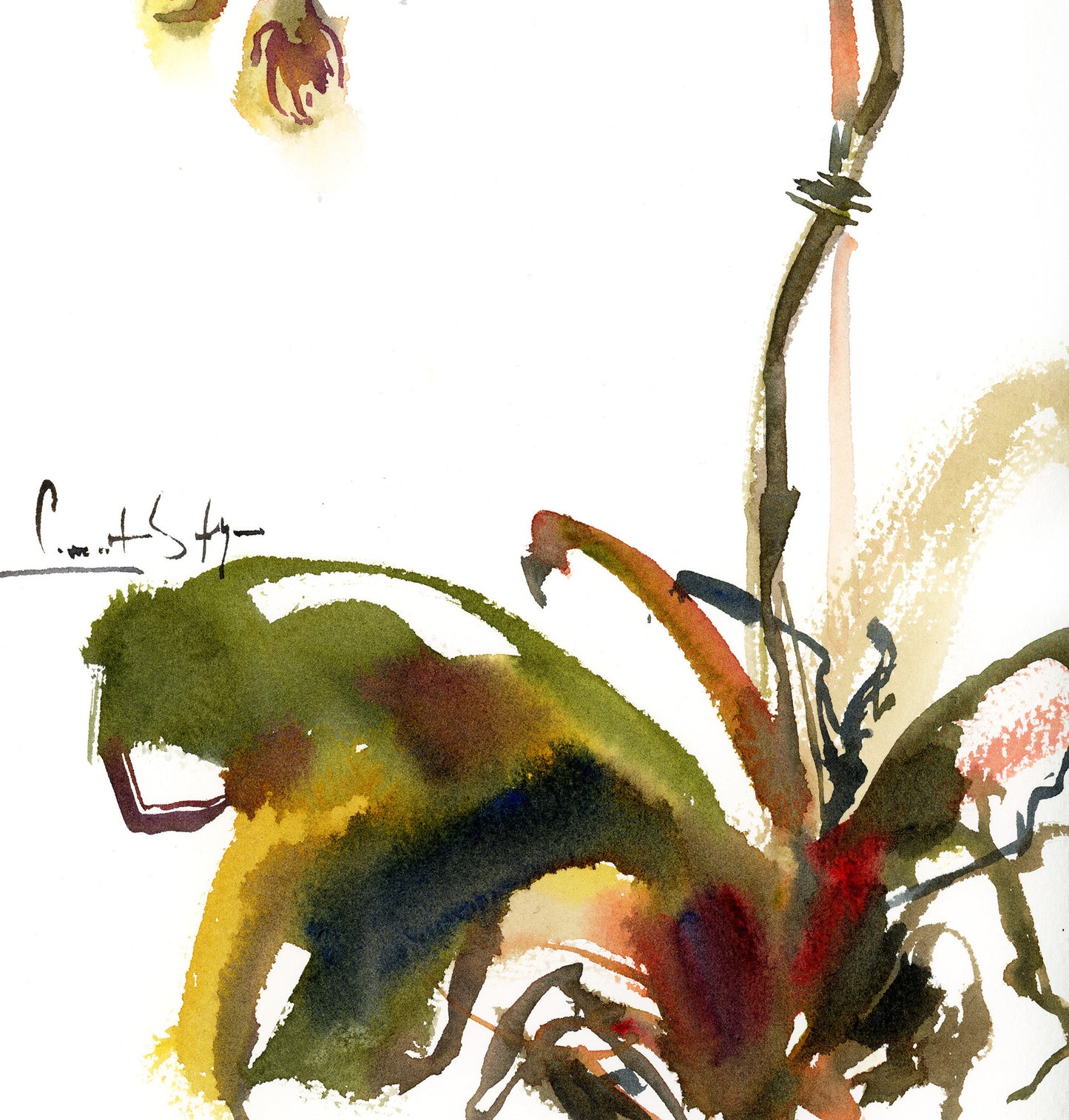 Whispers of Spring - Orchids