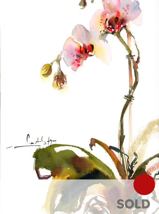 Whispers of Spring - Orchids