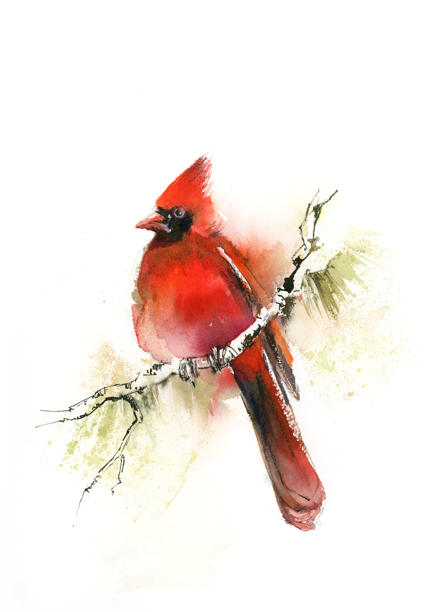 Cardinal Bird