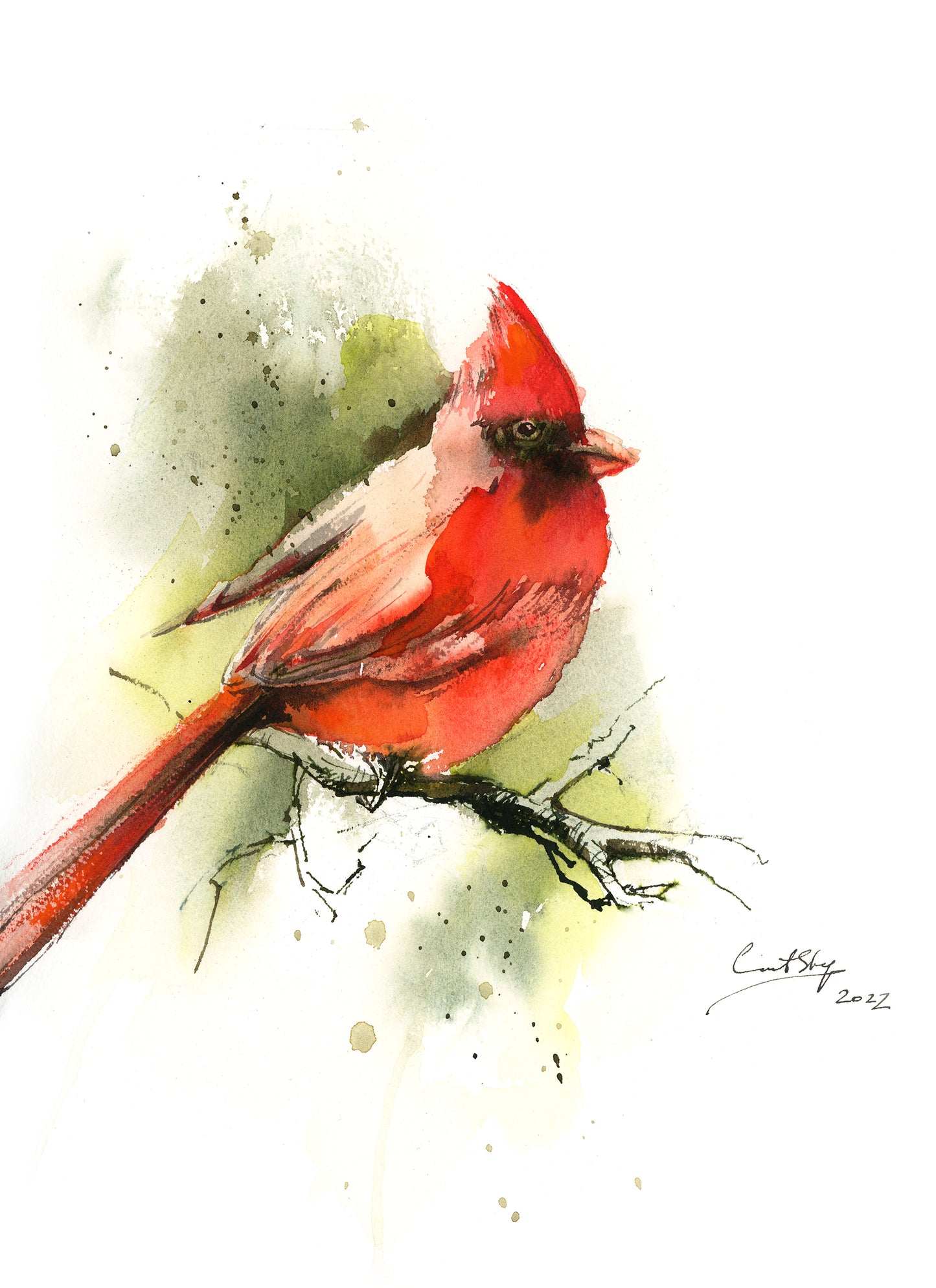 Northern Cardinal Bird