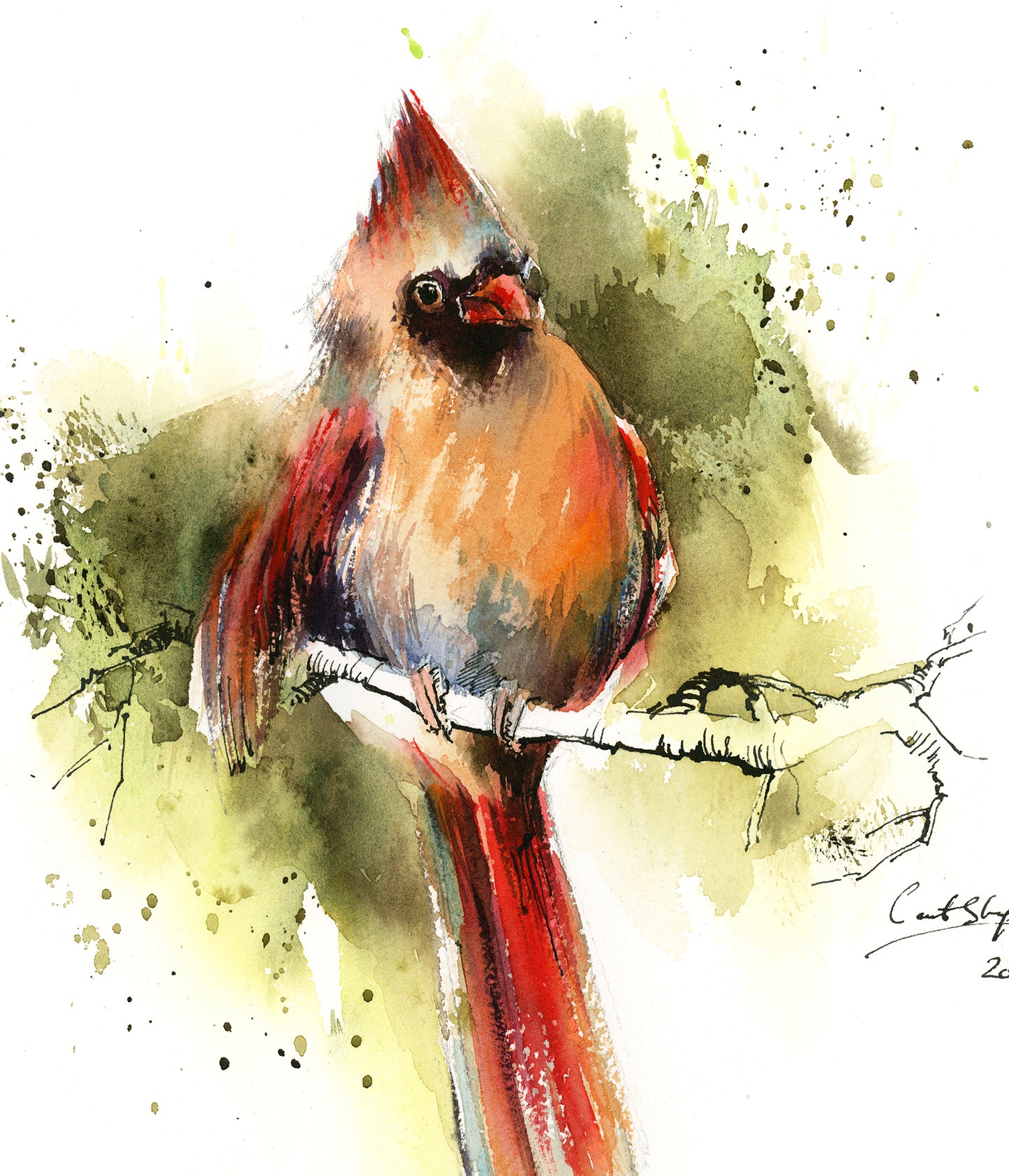 Northern Cardinal Bird