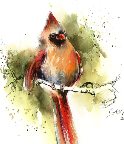 Northern Cardinal Bird